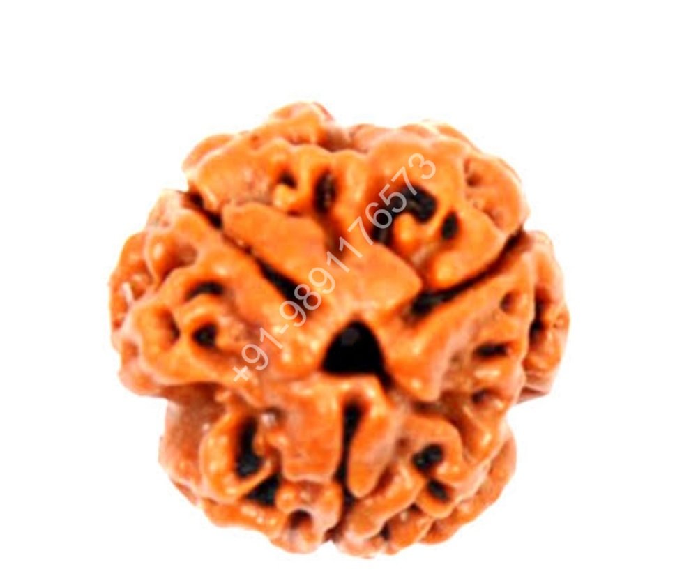 THREE FACE RUDRAKSHA TEEN MUKHI RUDRAKSH BEAD